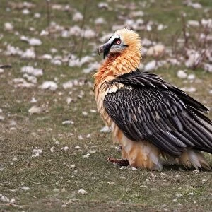 Lammergeier / Bearded Vulture. Cap de Boumort - Catalonia - Spain