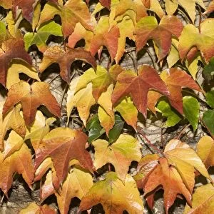 Leaves showing range of autumn colours, Cotswolds, UK