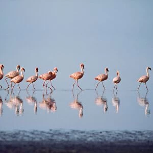 Lesser Flamingo Nakuru Kenya. Digital Manipulation: background/sky changed from grey to blue