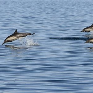 Long-Beaked Common Dolphin - leaping - Baja California - Mexico