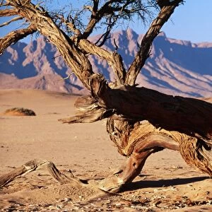 NAMIBIA - CAMELTHORN TREE