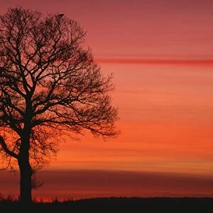 Oak Tree - with buzzard, in winter dawn light