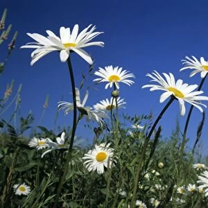 Oxeye daisies blossoms against blue sky Baden-Wuerttemberg, Germany