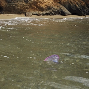 Portuguese Man o War - being washed ashore on the beach in Tobago