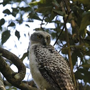 Powerful Owl Juvenile Mt Coot-tha, Brisbane, Queensland, Australia