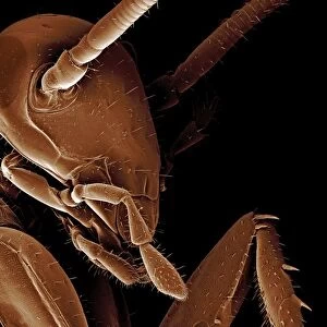Scanning Electron Micrograph (SEM): American Cockroach; Magnification x 95 (A4 size: 29. 7 cm width)
