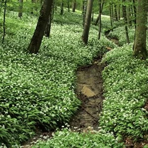 Spring forest with mass population of blooming bear's garlic and brook Baden-Wuerttemberg, Germany