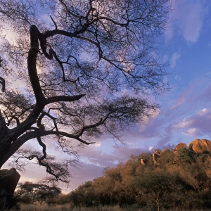 TANZANIA - Kopje in Serengeti National Park