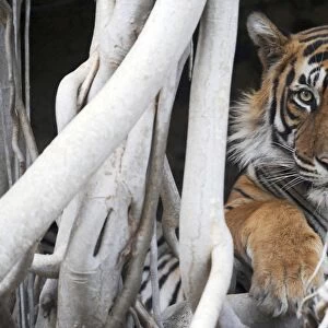 Tiger - resting amongst roots of Banyan Tree (Ficus benghalensis) - Ranthambhore National Park - Rajasthan - India