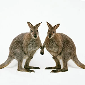 Wallaby - x2 holding hands
