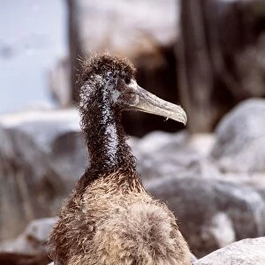 Waved Albatross - chick - Galapagos Islands AU-1612