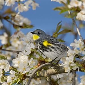 Yellow-rumped Warbler / Audubon's Warbler - in flowering cherry tree - Spring - Pacific Northwest - USA _C3D1690