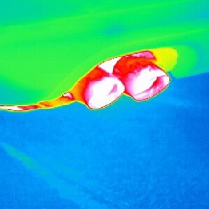 Car exhaust, thermogram