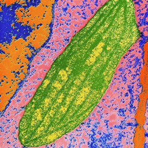 Chloroplast in cell of pea plant
