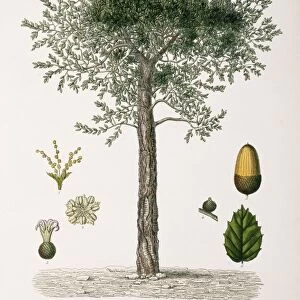 Cork oak tree, 19th century C013 / 6801