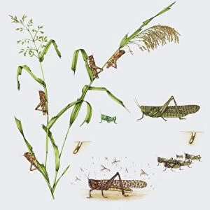 Desert locust and millet plant