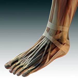 Foot anatomy