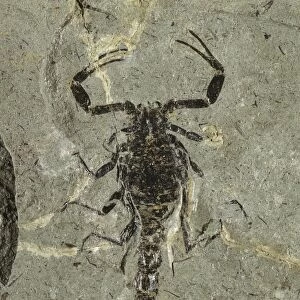 Gallio scorpion fossil C018 / 9406