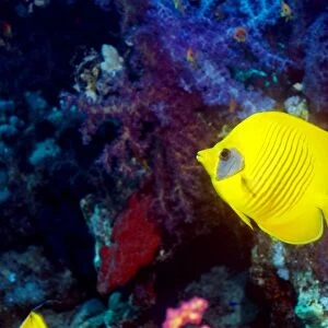 Golden butterflyfish on a reef