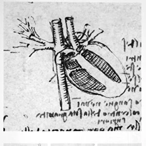 Heart anatomy, 16th century