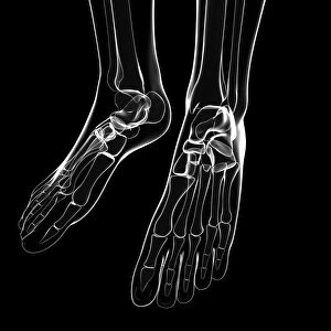 Human foot bones, artwork F007 / 2350