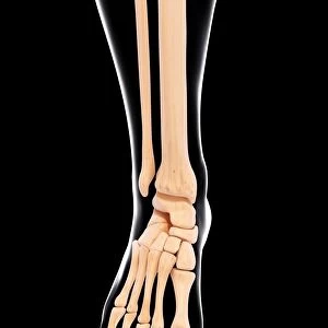 Human leg bones, artwork F007 / 2546