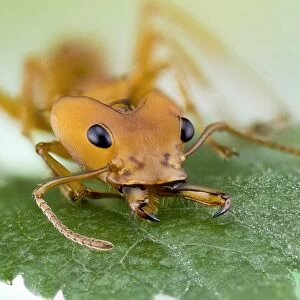 Leafcutter ant C018 / 2390