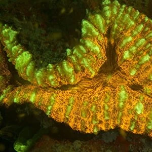 Lobophyllia coral fluorescing C018 / 9375