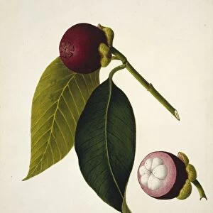 Mangosteen (Garcinia mangostana) C016 / 5659