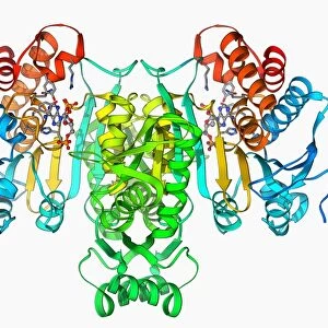 NADP-dependent isocitrate dehydrogenase F006 / 9778
