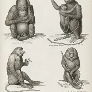Primates, 19th century C015 / 6090