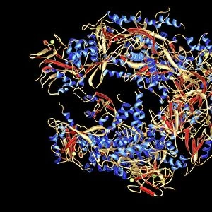 RNA polymerase II molecule