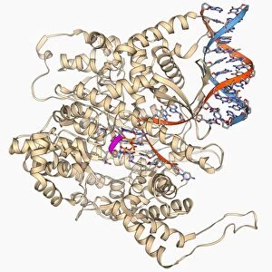 RNA polymerase molecule F006 / 9475