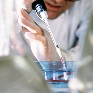 Samples of DNA being loaded onto an agarose gel