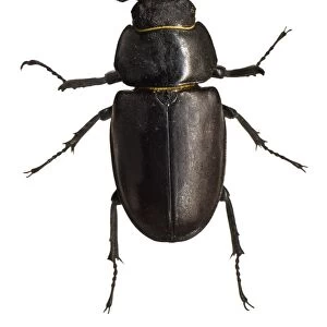 Stag beetle C016 / 2179