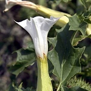 Thorn apple (Datura stramonium)