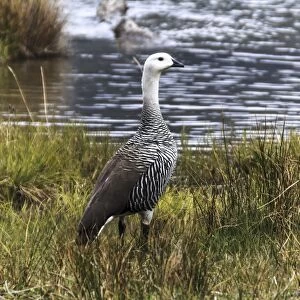 Upland Goose, Bahia Lapataia park F008 / 3636