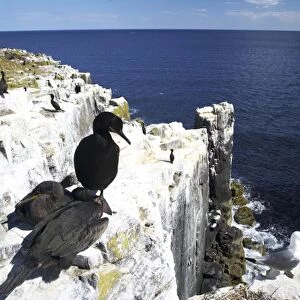 England Northumberland Farne Islands A nesting Shag and chicks photographed on the Farne islands