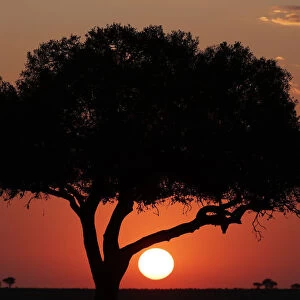 Acacia tree silhouette at sunset, Masai Mara National Park, Kenya, East Africa, Africa
