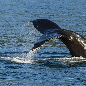 Adult humpback whale (Megaptera novaeangliae) flukes-up dive, Snow Pass, Southeast Alaska, United States of America, North America