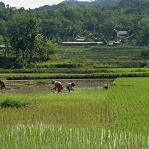 Agricultural landscape with people working in rice paddies