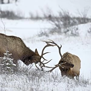 Two bull elk (Cervus canadensis) sparring in the snow, Jasper National Park