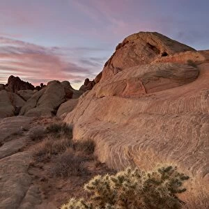 Cactus and sandstone formations at dawn, Valley Of Fire State Park, Nevada, United