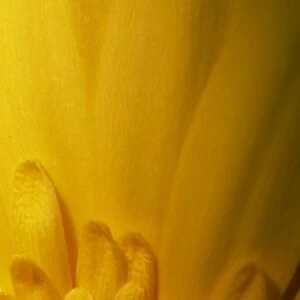 Close-up of Gerbera flower