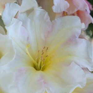 Close-up of white stamen and pale pink flower of rhododendron, Windsor Great Park