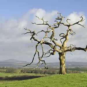 A dead tree forms graphic shapes, United Kingdom, Europe