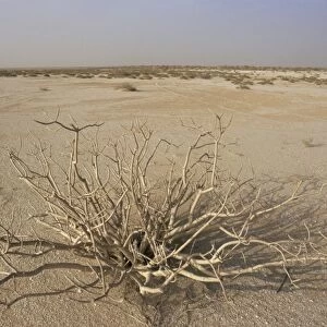 Desert plant between Nouadhibou and Nouakchott