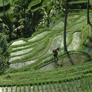 A farmer walking through lush rice terraces on Bali