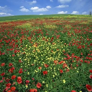 Field of poppies and wild flowers