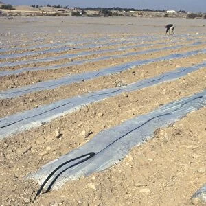 Field of sandy soil with rows of plastic sheets under